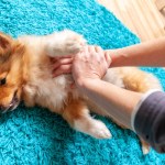 hands giving dog cpr