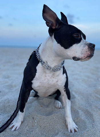 Lilo, a mixed breed dog on the beach.