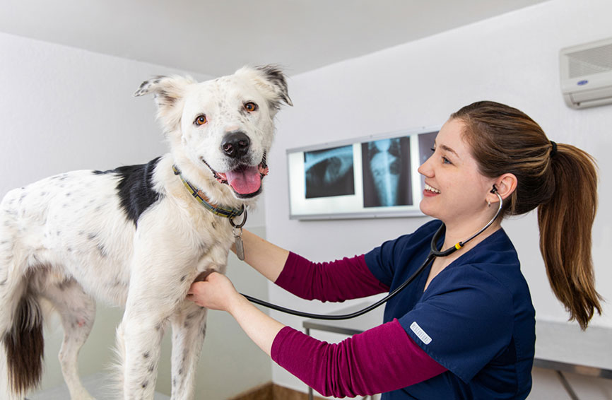 Dog examined by a vet