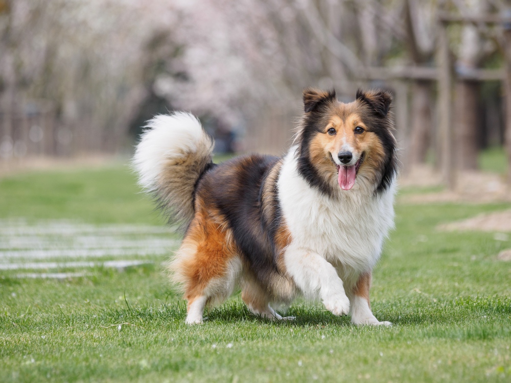sheltie dog standing in grass