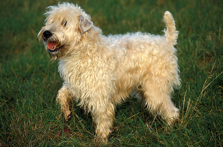 A soft-coated wheaton terrier.