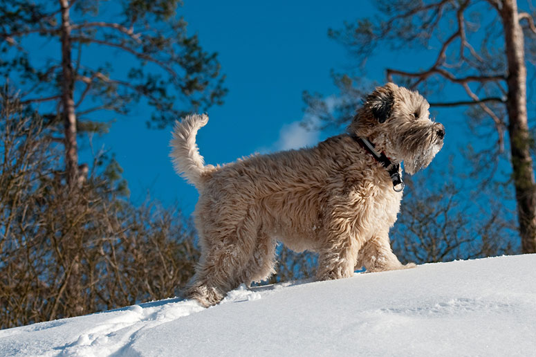 Soft-coated Wheaton terrier in the snow
