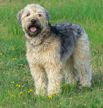 Soft-coated Wheaton terrier