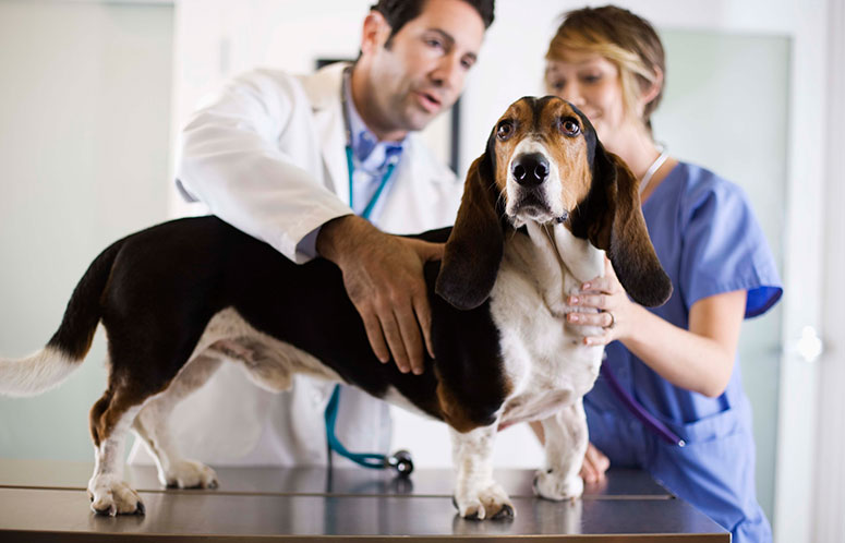 Bassett hound at the vet 