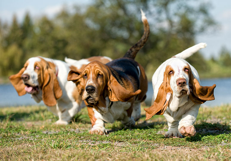 Three bassett hounds running