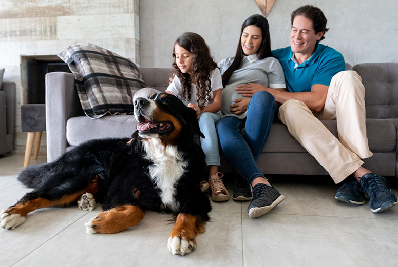 Bernese mountain dog with family