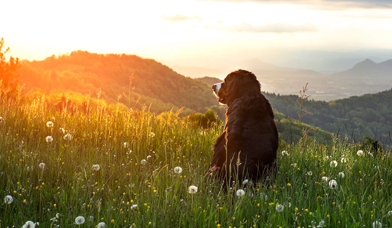 Bernese mountain dog in meadow