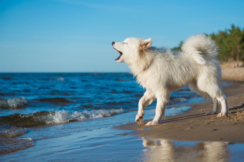 White dog Samoyed puppy barks on the shore of the Baltic Sea