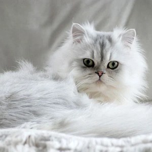 Claim-Of-Fame-Nene-Persian-Cat