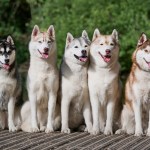 five husky dogs sitting outside