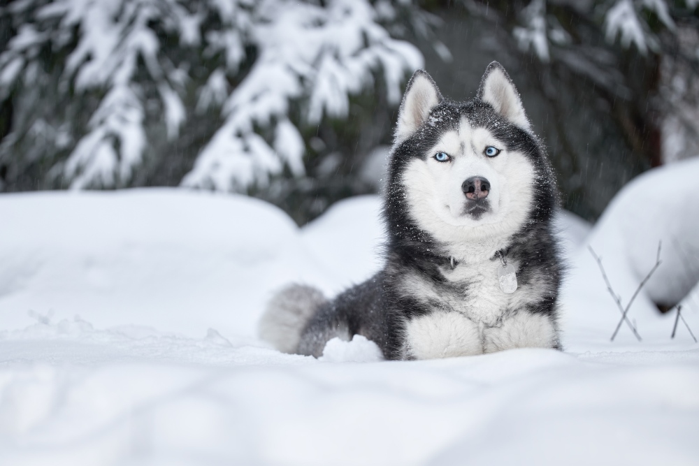 husky dog lying in the snow