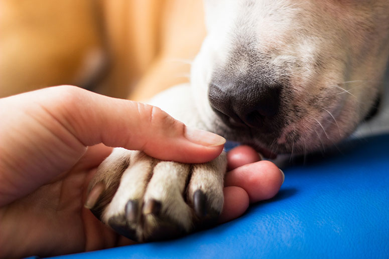 Human holding dog paw.