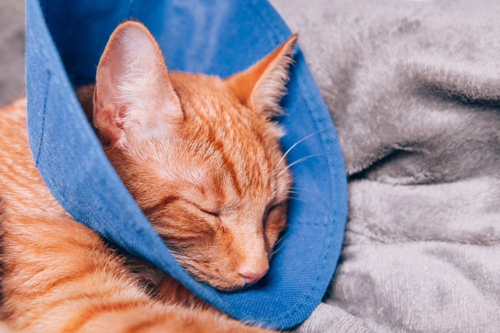 orange cat sleeping and wearing cone collar