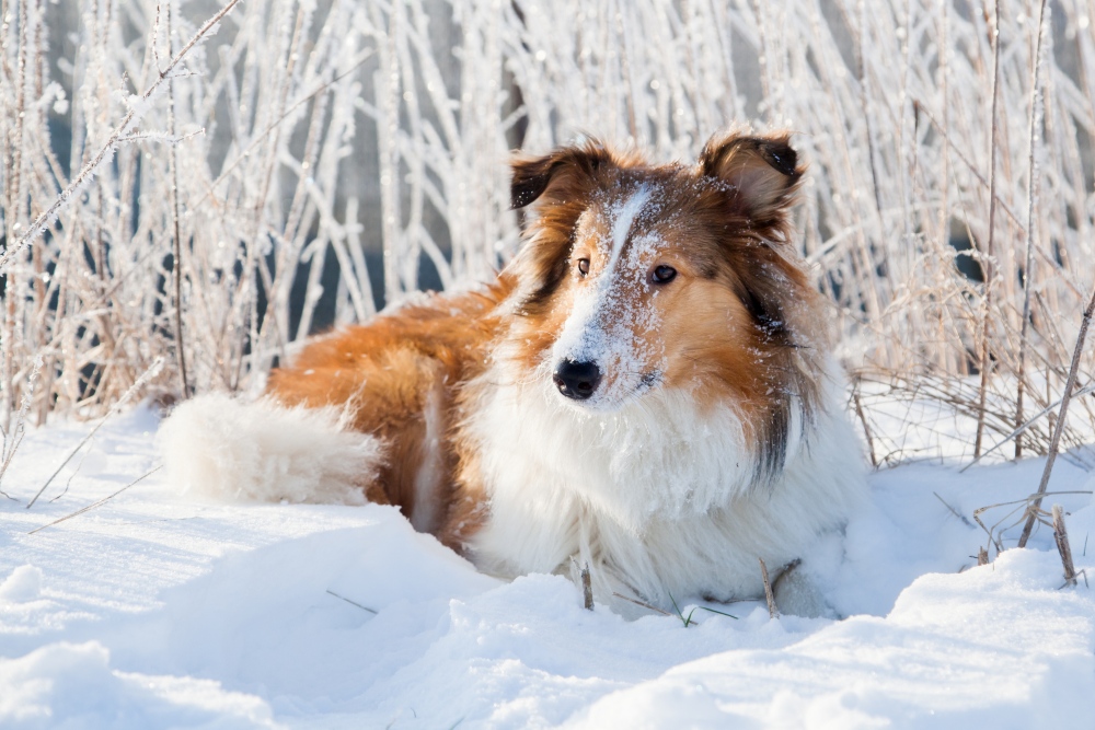 collie dog lying in snow