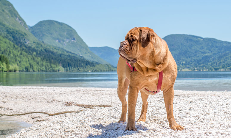 Mastiff on a beach 
