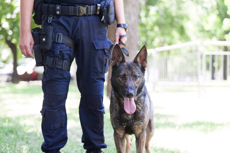 Belgian Malinois with a police officer.