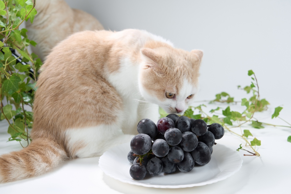 cat sniffing a plate of grapes