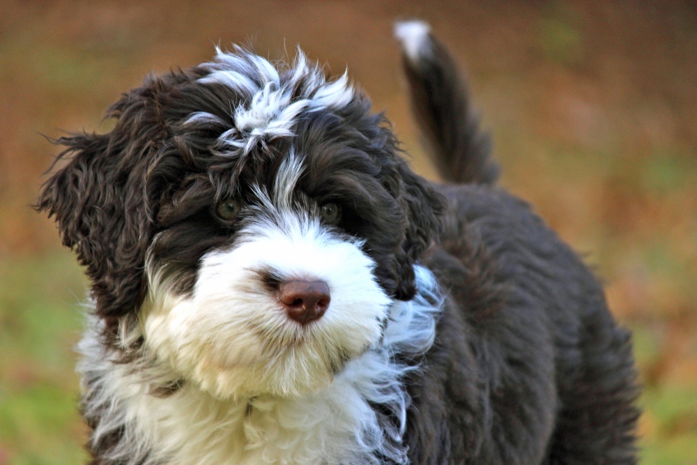 close up Portuguese water dog puppy
