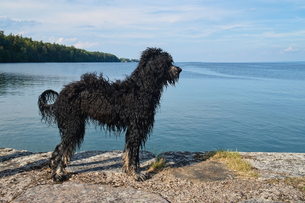 wet Portuguese water dog standing by lake