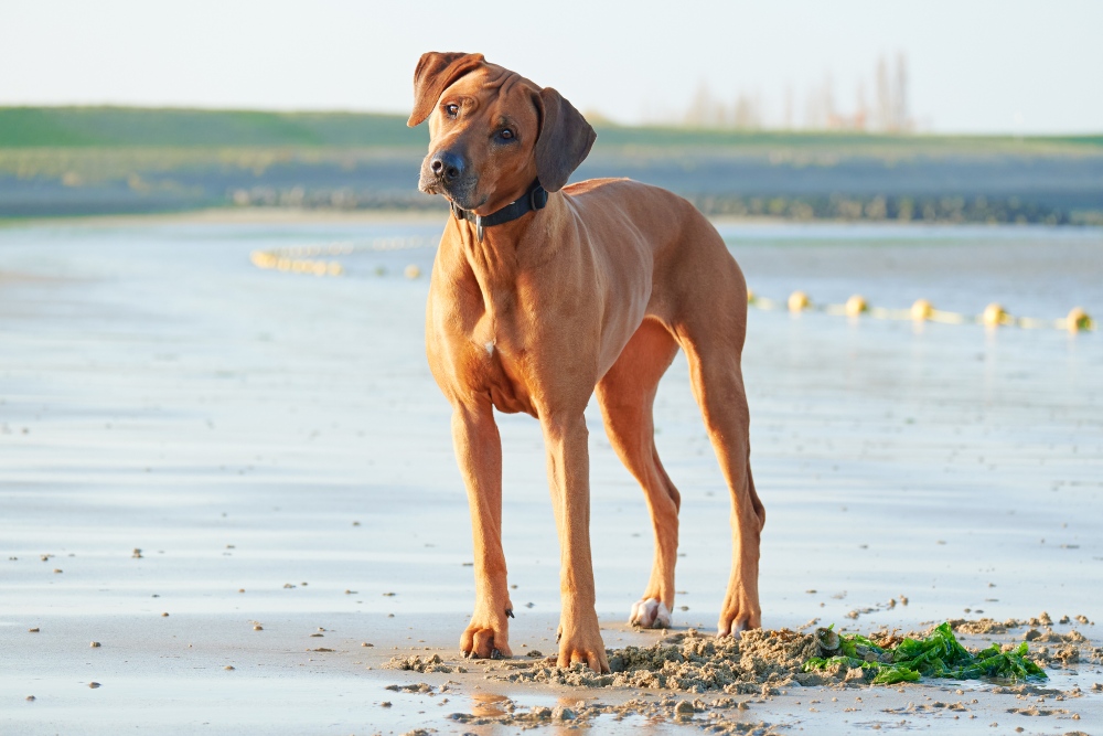 Rhodesian ridgeback dog standing on beach