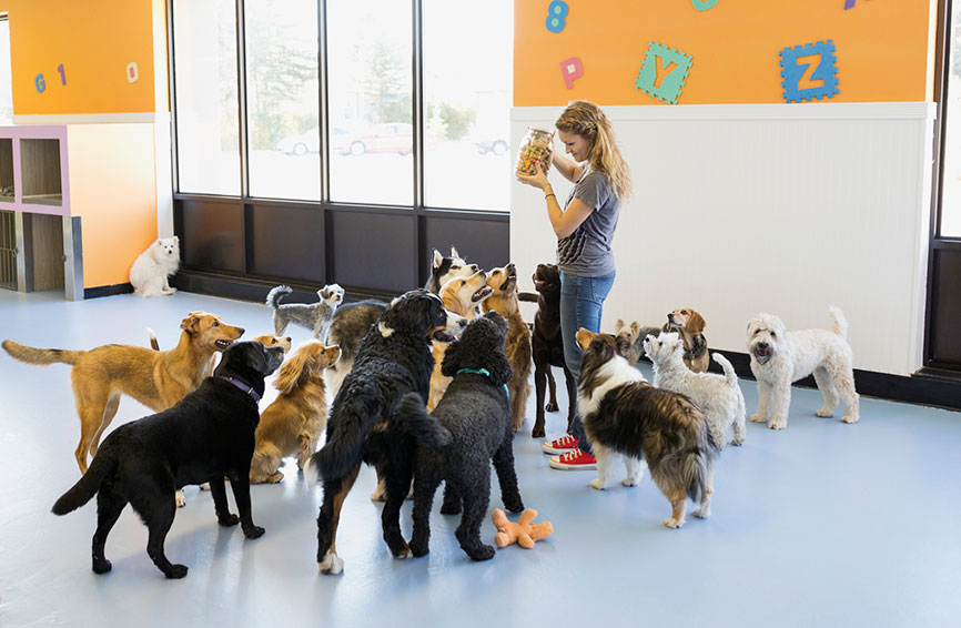 Dogs at a doggy daycare.