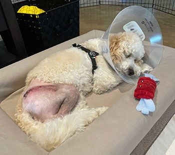Disco, a miniature poodle, recovering from surgery.
