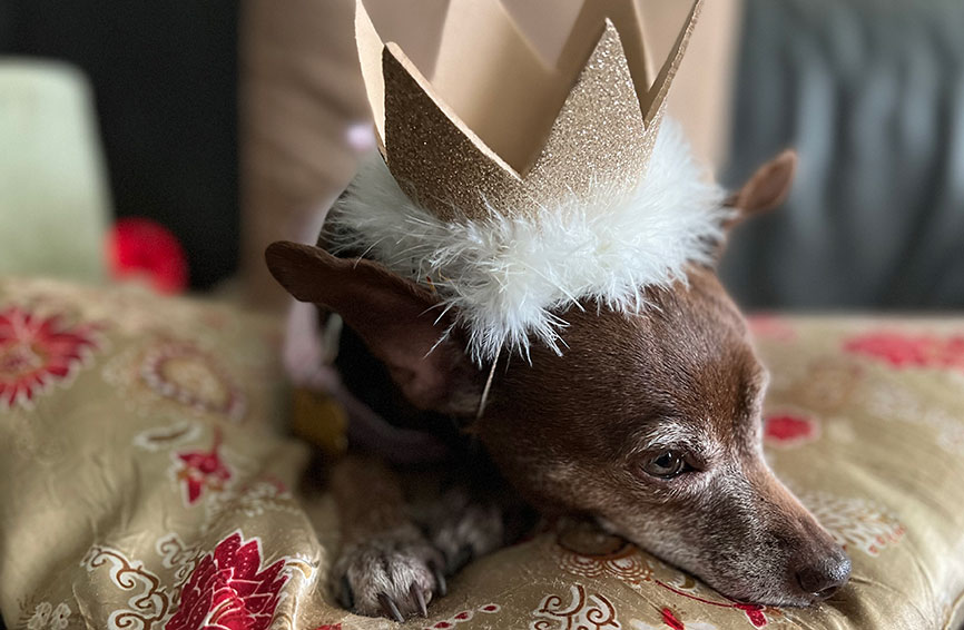 Josie, a cute dog with a crown.