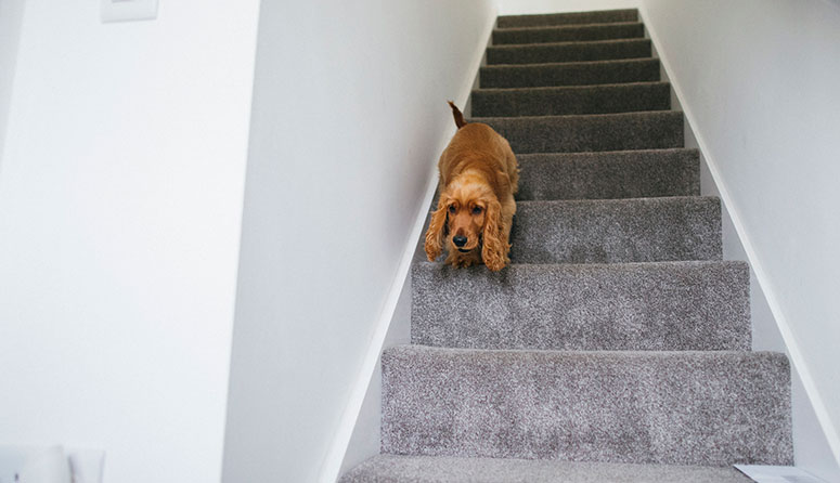 dog on stairs with carpeting