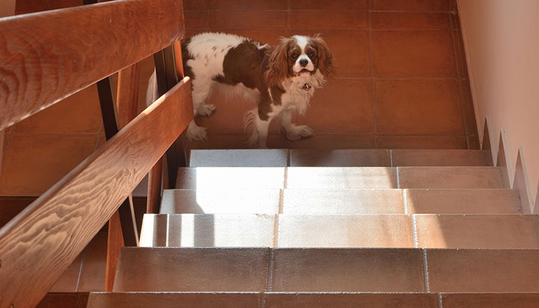 dog on bottom of a staircase