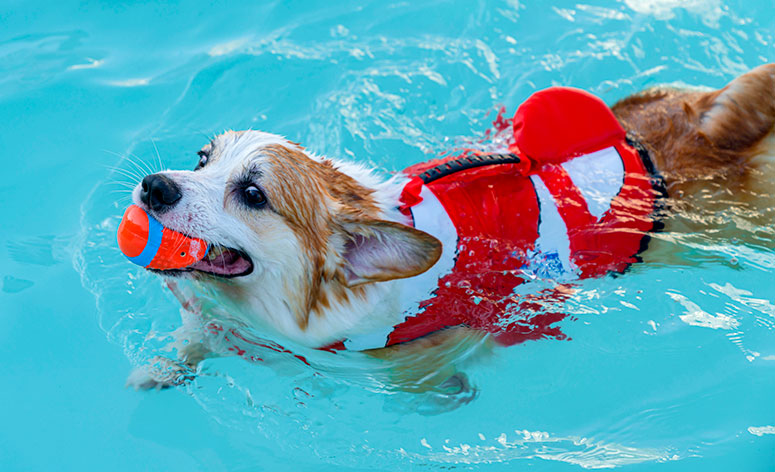 Dog swimming with a life vest.