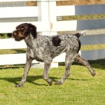 German wirehaired pointer dog trotting