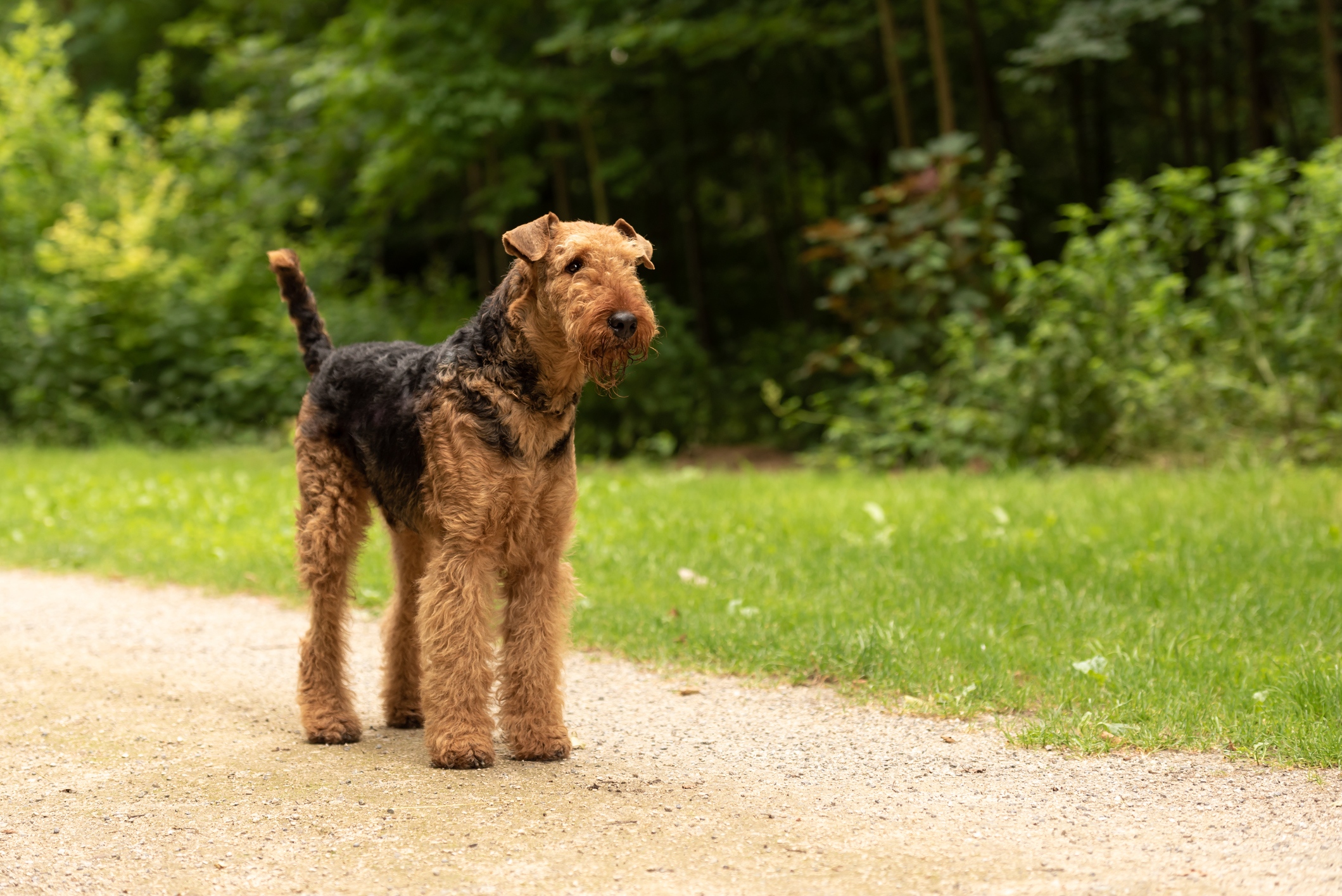 airedale terrier on a trail outside