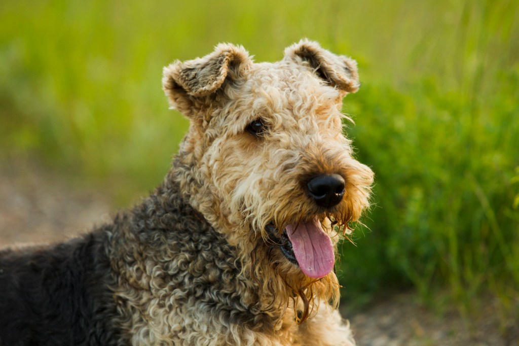 Airedale terrier dog lying on the road in the green grass sunny summer evening.