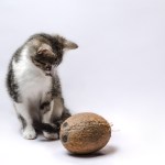kitten next to a coconut