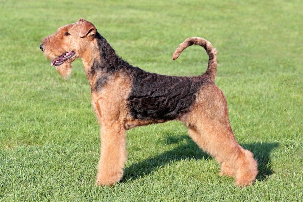 The typical portrait of Airedale Terrier in the spring garden