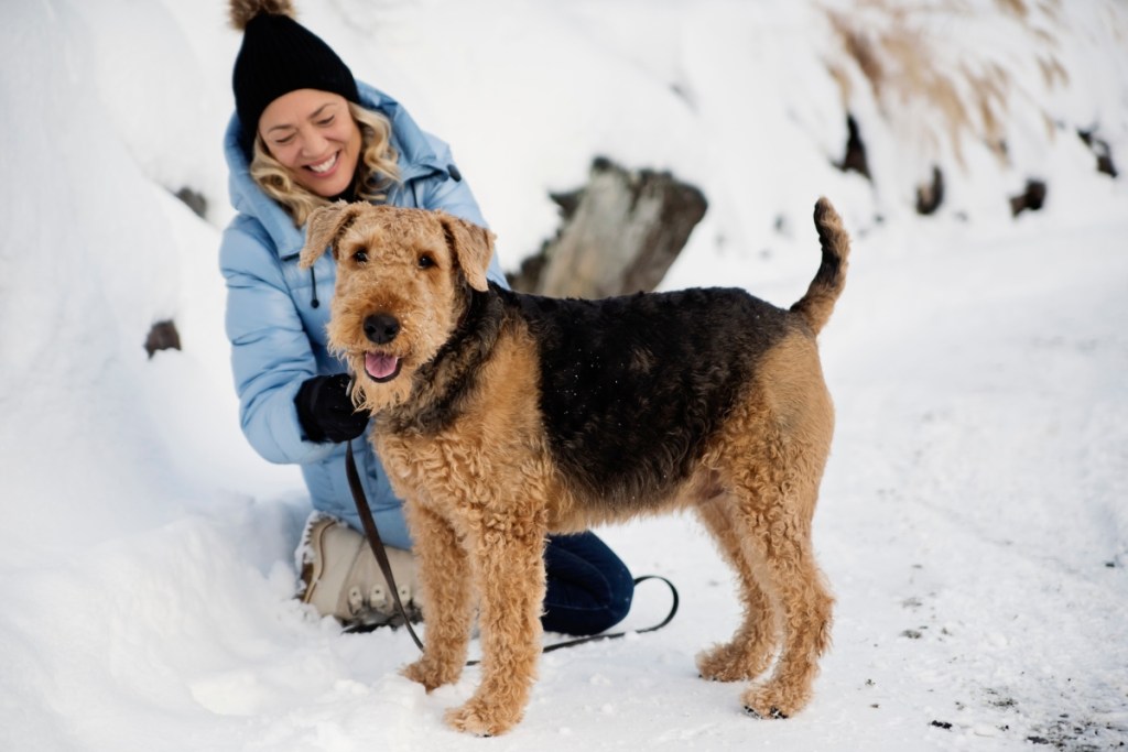 woman and airedale terrier in the snow