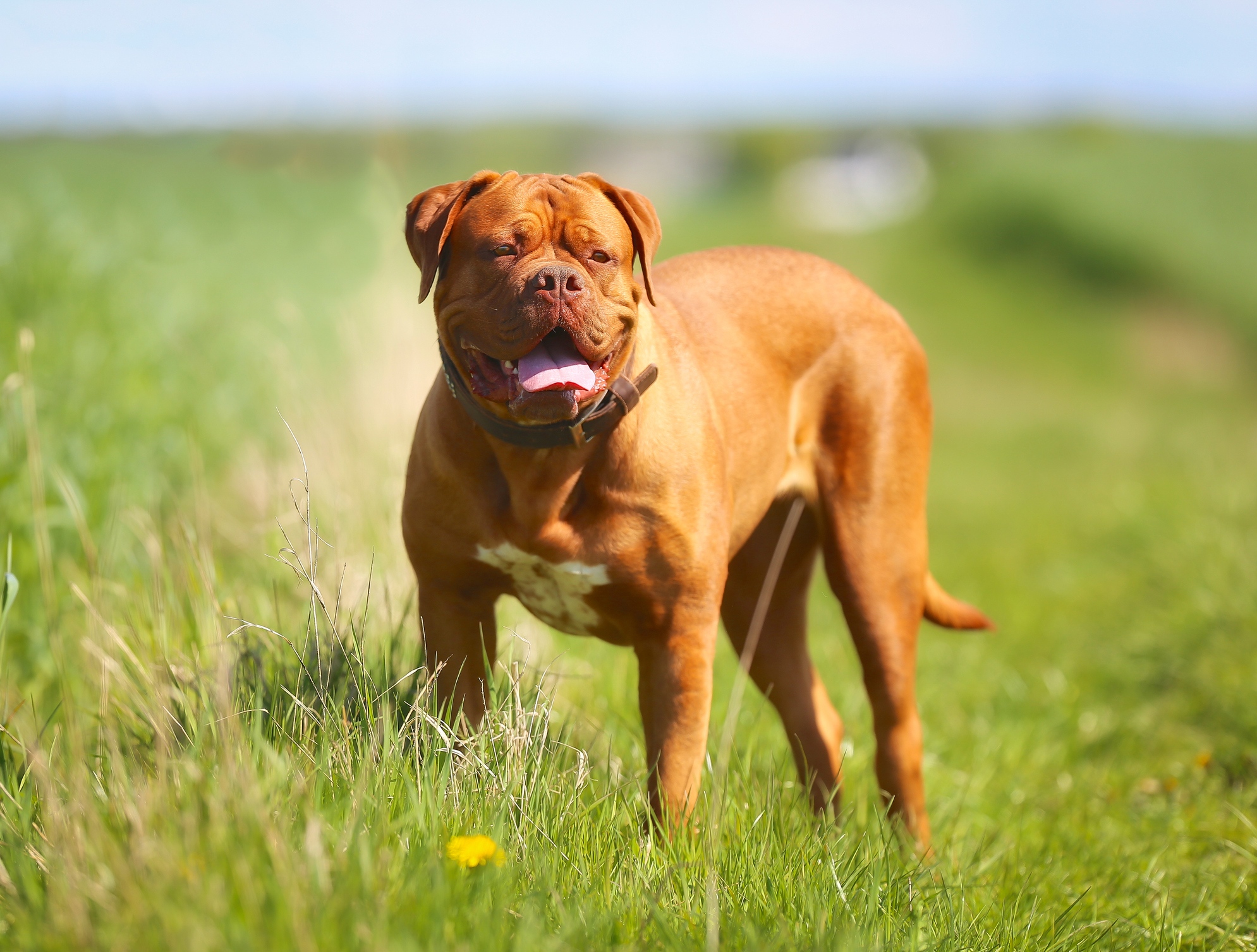 Dogue de bordeaux brown dog standing in grass field