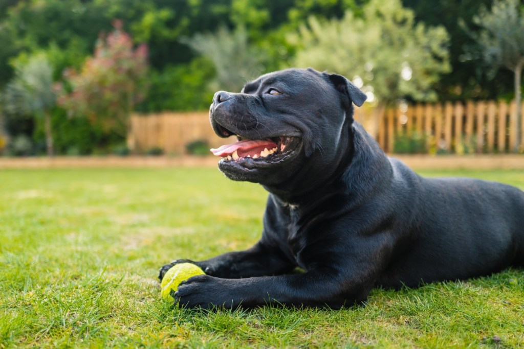 black staffordshire dog lying in grass with tennis ball
