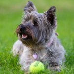Cairn terrier with ball