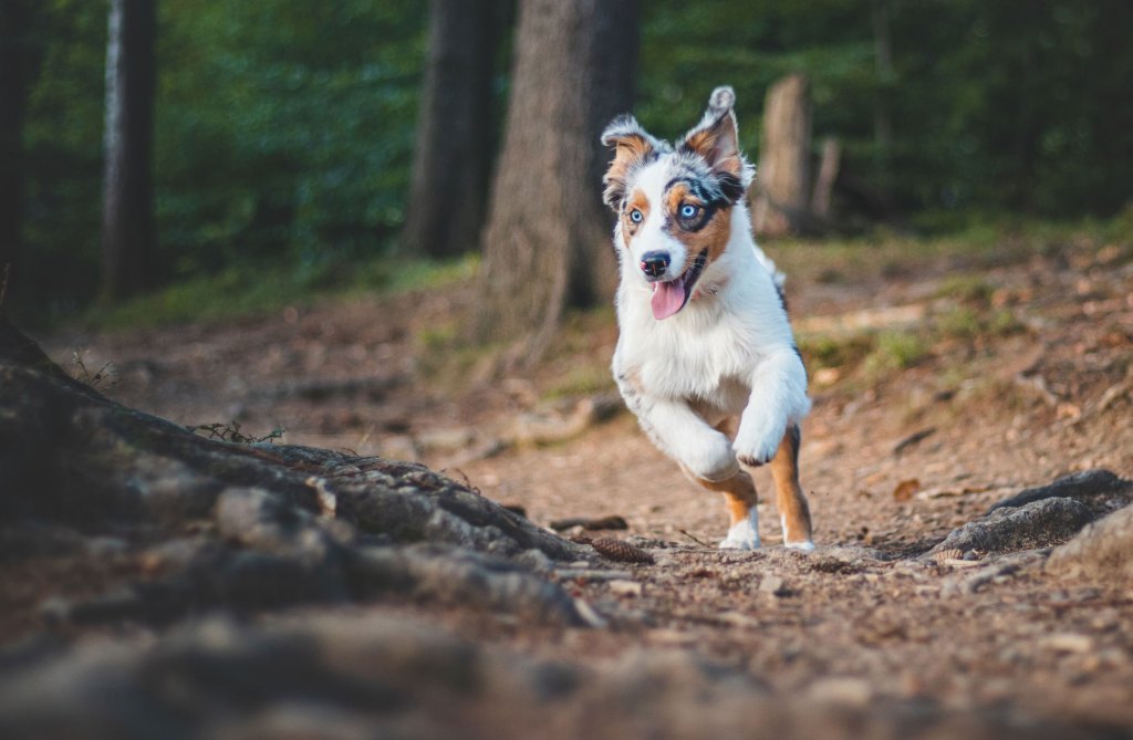 A dog running through the woods