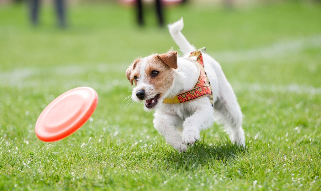 Dog chasing a frisbee