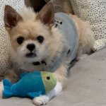Riley, a shih tzu/Chihuahua mix