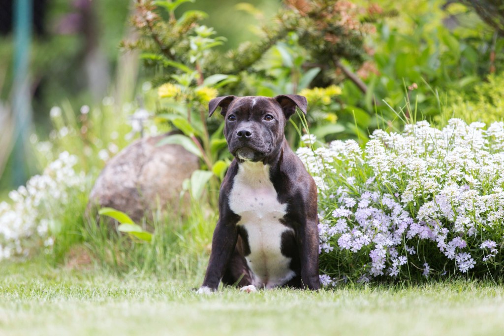 staffordshire puppy sitting in garden