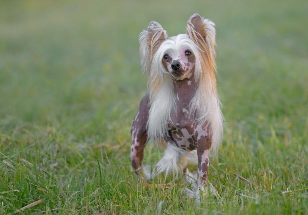 Chinese crested dog standing outside in grass