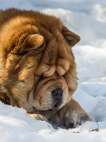 Chow chow in the snow