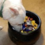 dog looking at candy bowl