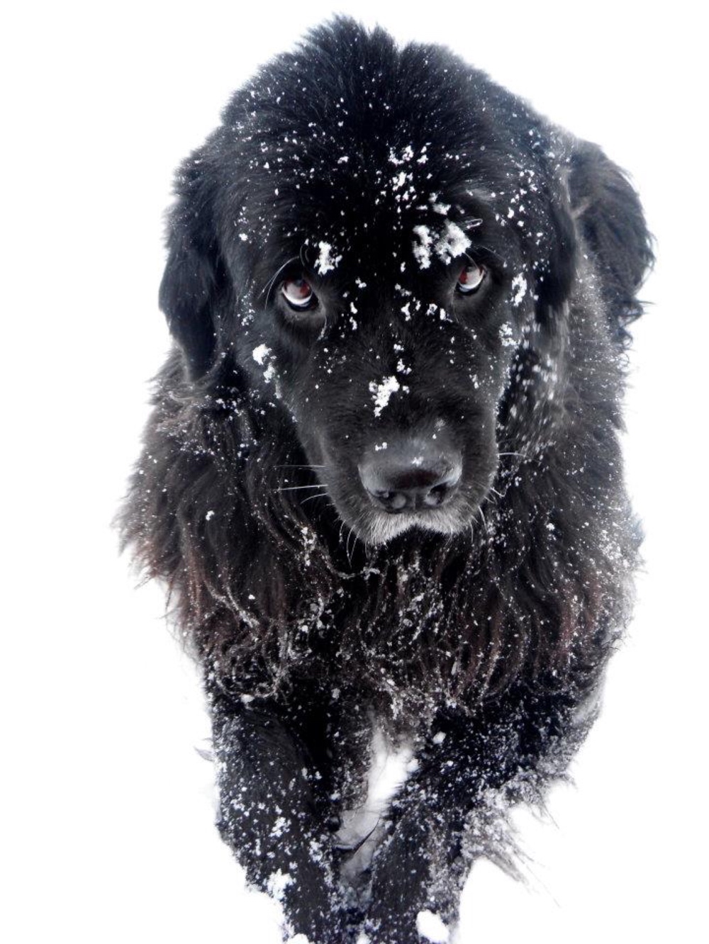 Large dog in the snow