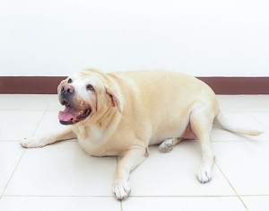 Obesity in Pets