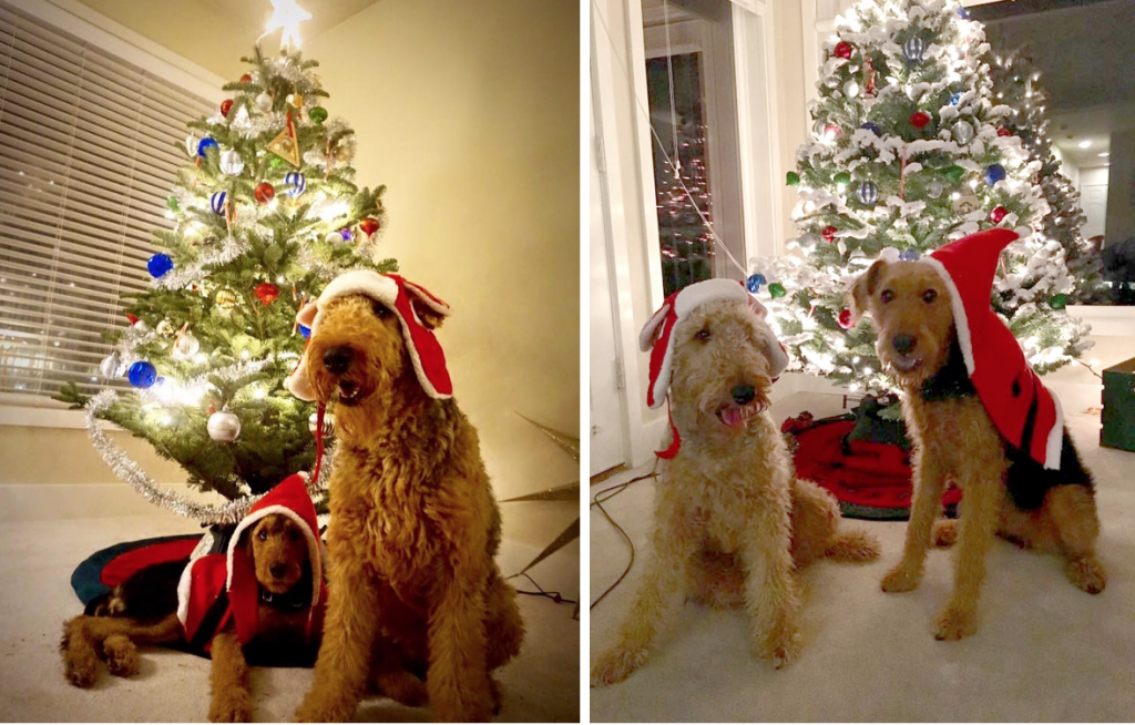 Two terriers with Christmas decorations 