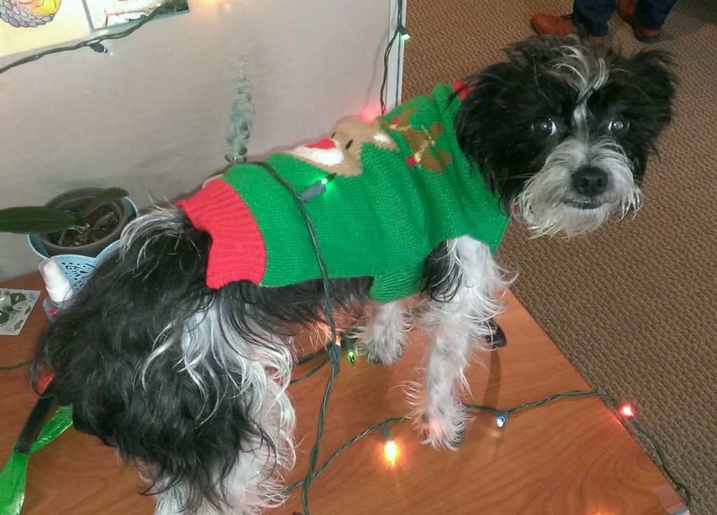 Dog in holiday attire